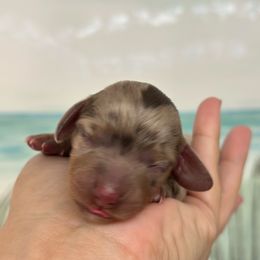 Bonbon - Dapple female Dachshund puppy in Lakeland, Florida from Elite Doxies Florida