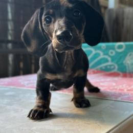 Phantom - Black and tan male Dachshund puppy in Gatesville, Texas from Emily’s Doxie Domain