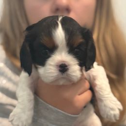 Quinn - Tri-color female Cavalier King Charles Spaniel puppy in Richmond, Virginia from Classy Cavalier King Charles Spaniels