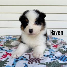 Haven - Black tri-color female Australian Shepherd puppy in Kearney, Nebraska from Helix Aussies