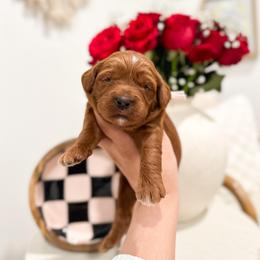 Duchess - Caramel red female Australian Labradoodle puppy in Palmdale, California from Pixie Doodle Paws