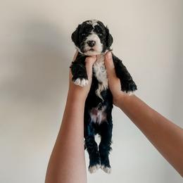Reggie - Black and white male Sheepadoodle puppy in Wabash, Indiana from DOODCompany