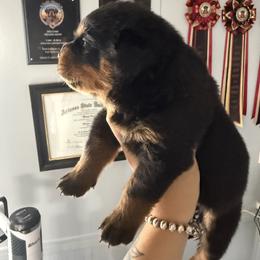 Girl 2 - Black and mahogany female Rottweiler puppy in Cleveland, Texas from Vom Haus Fantasy Rottweiler Kennel