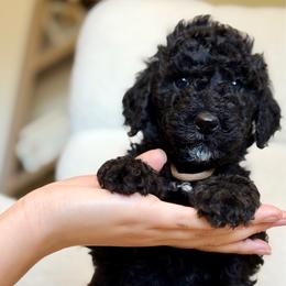 Zeus - Black male Goldendoodle puppy in Twin Falls, Idaho from Burrow & Bone