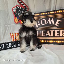 Snuggles - Black and silver male Miniature Schnauzer puppy in Bell, Florida from West of the Rhine Miniature Schnauzers