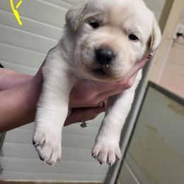 Amy - Yellow female Labrador Retriever puppy in Middleburg, Pennsylvania from Countrylanes labs