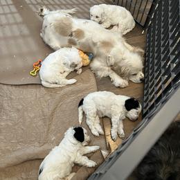 Shihpoo puppies from 3 doodles’ littles