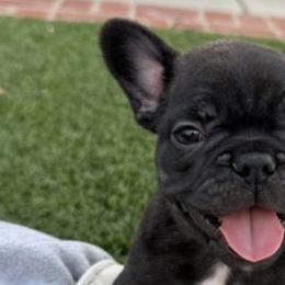 French Bulldogs from Lara Cooke