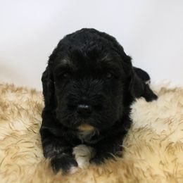 Goldendoodle, Labradoodle, and Poodle Puppies from CNR Farms