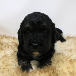 Goldendoodle, Labradoodle, and Poodle Puppies from CNR Farms