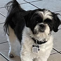 Pierre - Shih Tzu