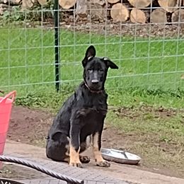 German Shepherd Puppies from Elaina's German Shepherds
