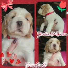 Cookies and Cream - Lemon and white female English Springer Spaniel puppy in Westover, Maryland from Sterling's springer Haven