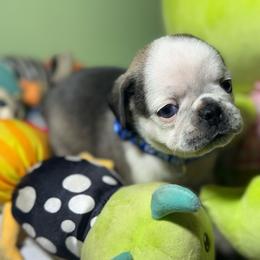 Carl - Cream male Pug puppy in Hesperia, Michigan from Manistee Farms