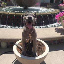 Cane Corso All Grown Up from Garmr Cane Corso