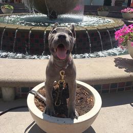 Cane Corso All Grown Up from Garmr Cane Corso