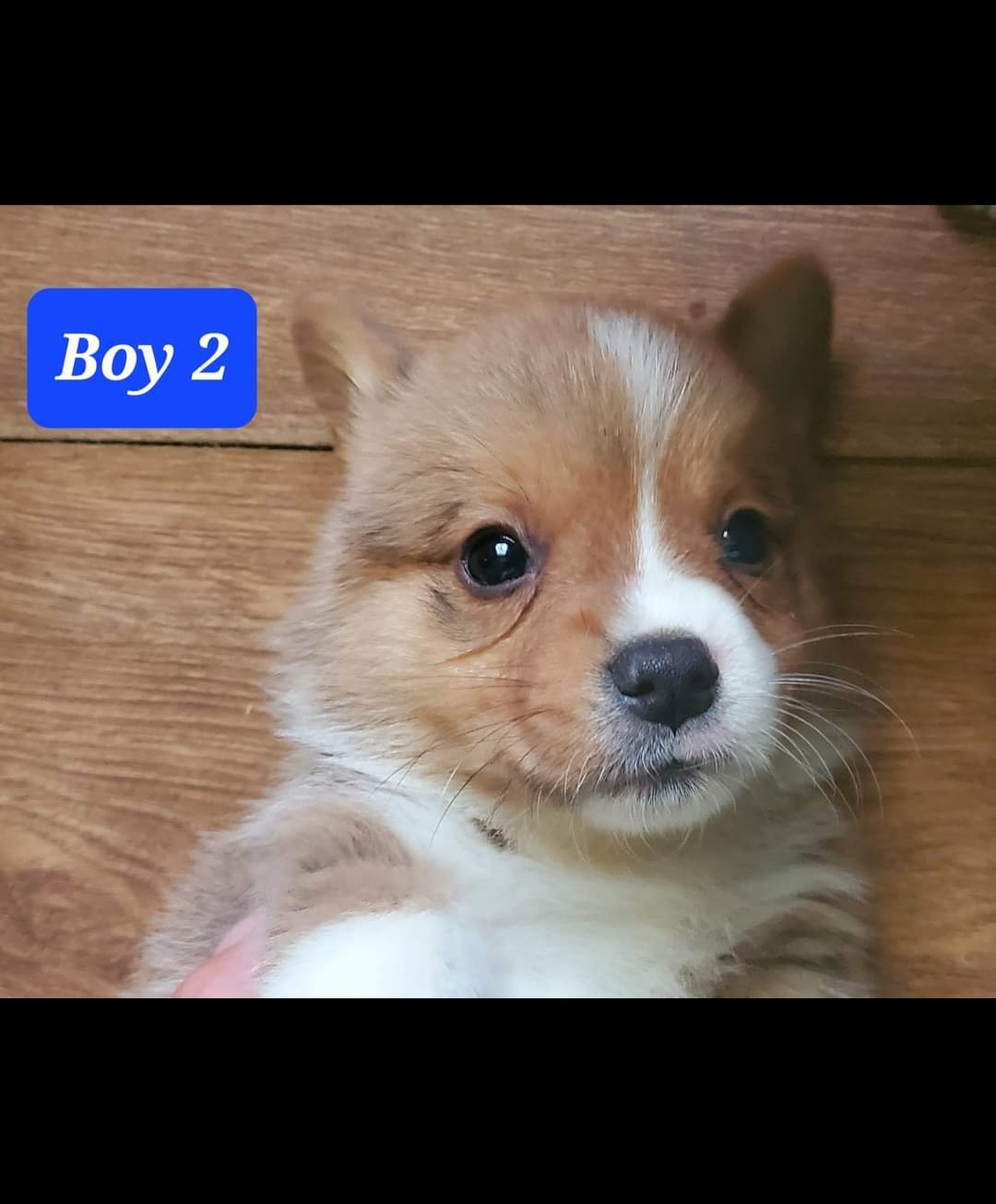 Cardigan Welsh Corgis from Julie’s Jewels Puppies