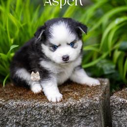 Aspen - Black and white female Pomsky puppy in San Mateo, California from The Pomsky Garden