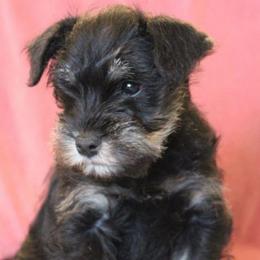 Hugh - Black and silver male Miniature Schnauzer puppy in Richardton, North Dakota from Crooked Tree Ranch