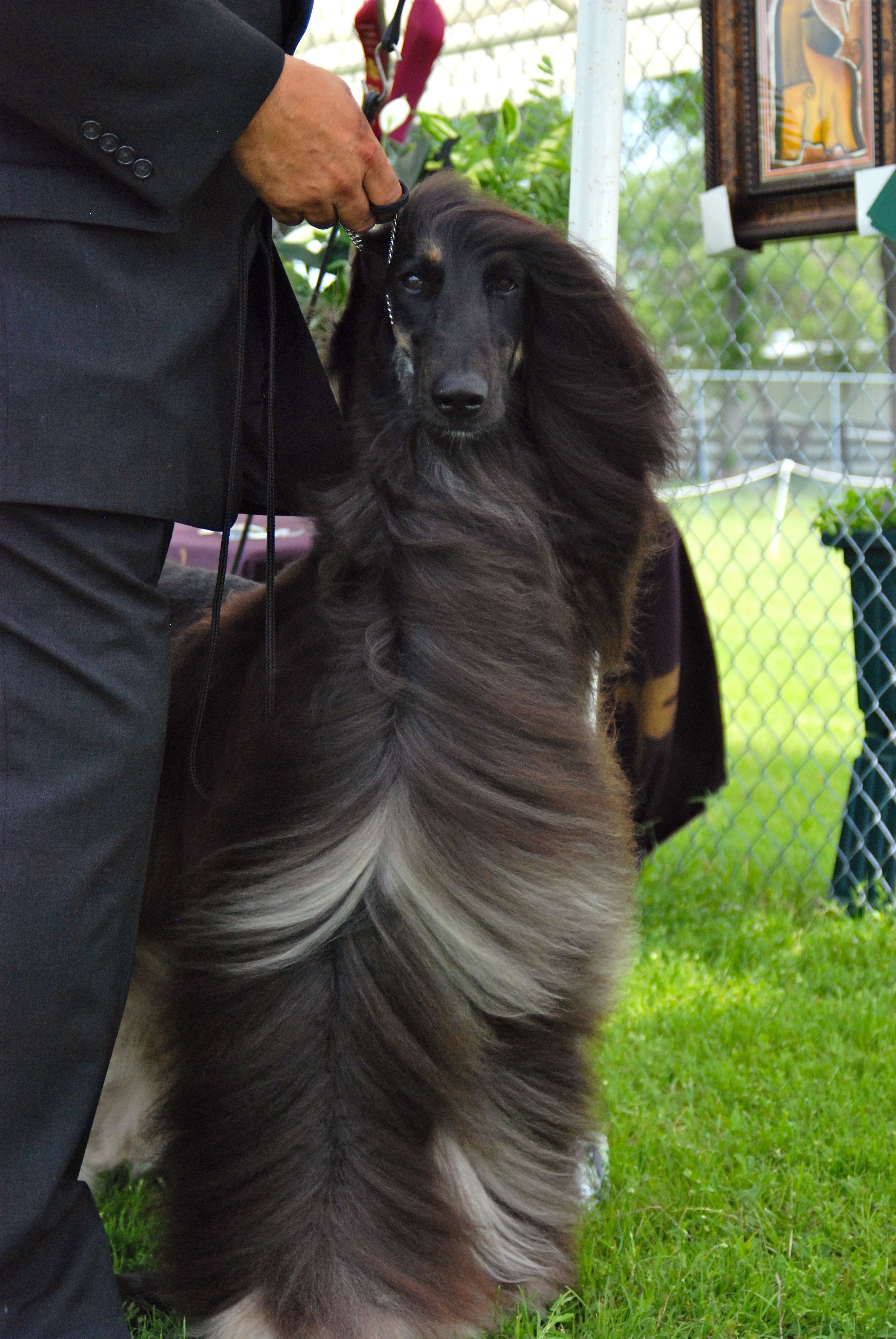 KEYMAH Afghan Hounds in Alaska | Afghan Hound puppies | Good Dog