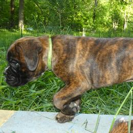 Green collar guy - Brindle male Boxer puppy in Isle, Minnesota from Boxers vom Norden