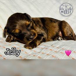 Jelly - Merle female Bernedoodle puppy in Belleville, Michigan from Moose Tracks Bernedoodles