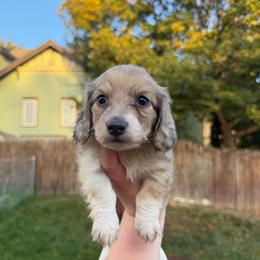 Cream Dapple Piebald - Dapple male Dachshund puppy in Colville, Washington from G&B Iron Mountain Dachshunds