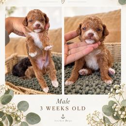 ..::  c  h  a  i  ::..  ( t e d d y .::. b e a r ) - Red  male Poodle puppy in Hooper, Utah from Anchor Dogs