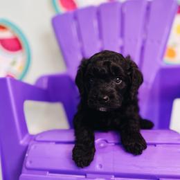 Cavapoo, Goldendoodle, and Golden Retriever Puppies from Canterbury Canines