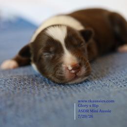 Gunner- Red Tri Male - Red tri male Miniature Australian Shepherd puppy in Nacogdoches, Texas from TK Standard, Mini, & Toy Aussies