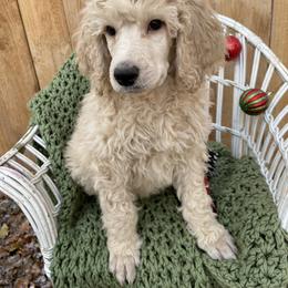 Poodle Puppies from Wilks Pups