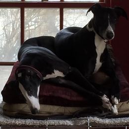 Scottish Deerhounds and Whippets from Cu Liath Deerhounds & Whippets