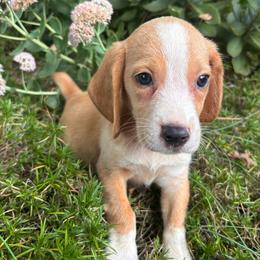 Mac - Lemon and white male Beagle puppy in Spartanburg, South Carolina from Sassy Pap Farms