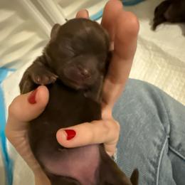 Girl 2 - Liver female Shih Tzu puppy in Ocean Springs, Mississippi from Wood Foo Breeders