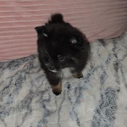 Boy 1 - Black male Pomeranian puppy in Angleton, Texas from Pomeranian Palace, LLC