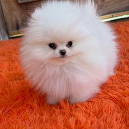 Casper - White male Pomeranian puppy in Los ángeles, California from Jose Navarro
