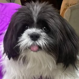 Coquito - Shih Tzu