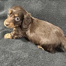 Audrey - Chocolate and cream female Dachshund puppy in Little Rock, Arkansas from Divine Doxies