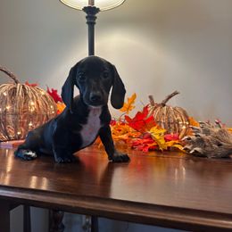 Boy 2 - Black male Dachshund puppy in Waycross, Georgia from Southern Paws