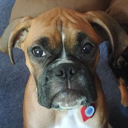 Mia - Boxer
