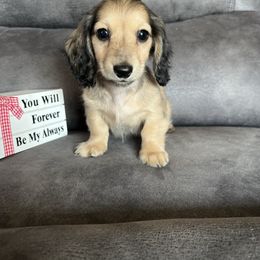 Sadie - Cream female Dachshund puppy in Stuart, Iowa from Johnson Family Corgis and more
