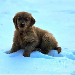 Golden Retriever Puppies from Nina's Golden hour