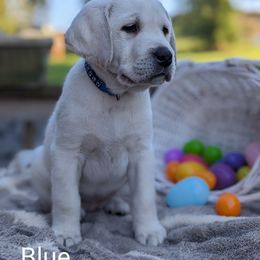 Labrador Retriever Puppies from White River Labradors