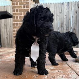 Steele - Black male Labradoodle puppy in Liberty Hill, Texas from Martin Family Doodle