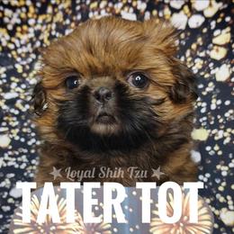 Zachary - Red and white male Shih Tzu puppy in Peoria, Arizona from Loyal Shih Tzu