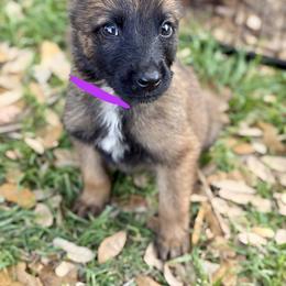Rhythm - Fawn sable female Belgian Malinois puppy in Briggs, Texas from Madhouse’s Belgian Malinois and German Shepherds