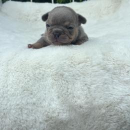 Gucci - Tricolors female French Bulldog puppy in Ronks, Pennsylvania from Bleu Rock French Bulldogs