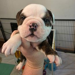 Lime green - Red brindle and white male Bulldog puppy in Walhalla, South Carolina from Lowery's English Bulldogs