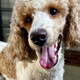 Goldendoodles from Heartfelt Doodles