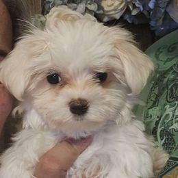 May - Maltese puppy from PBJ Farms